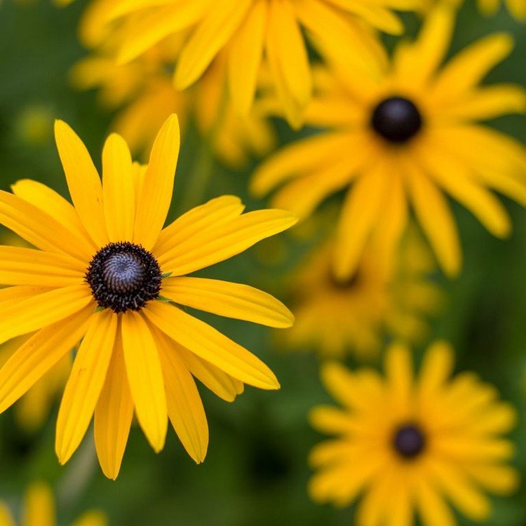 Quais flores desabrocham no verão amarelo coneflower