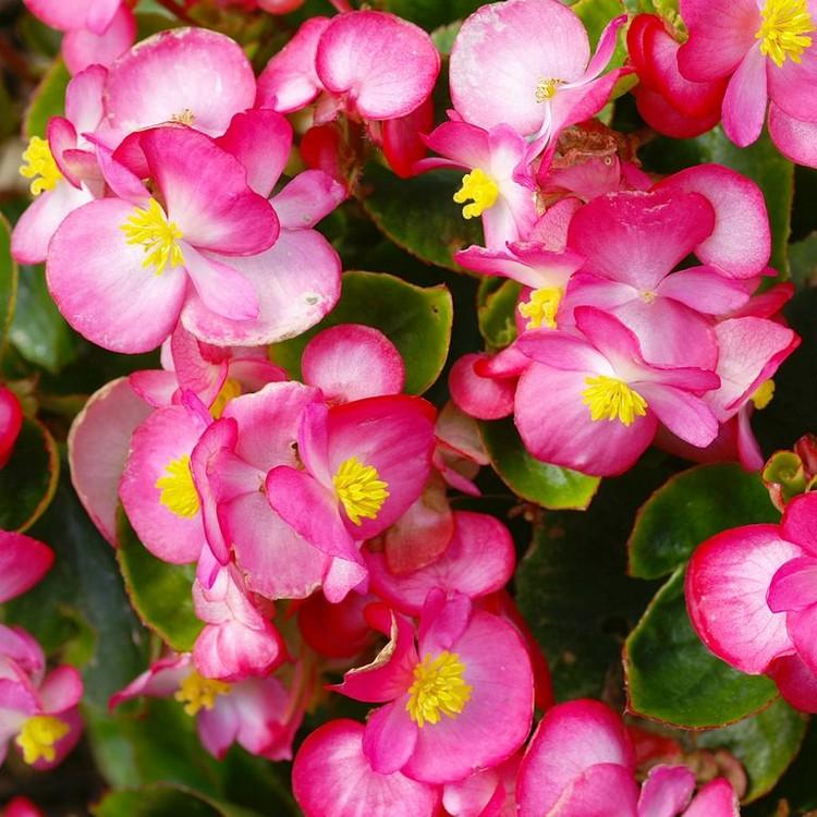 cujas flores de longa floração para o verão virado para as begônias