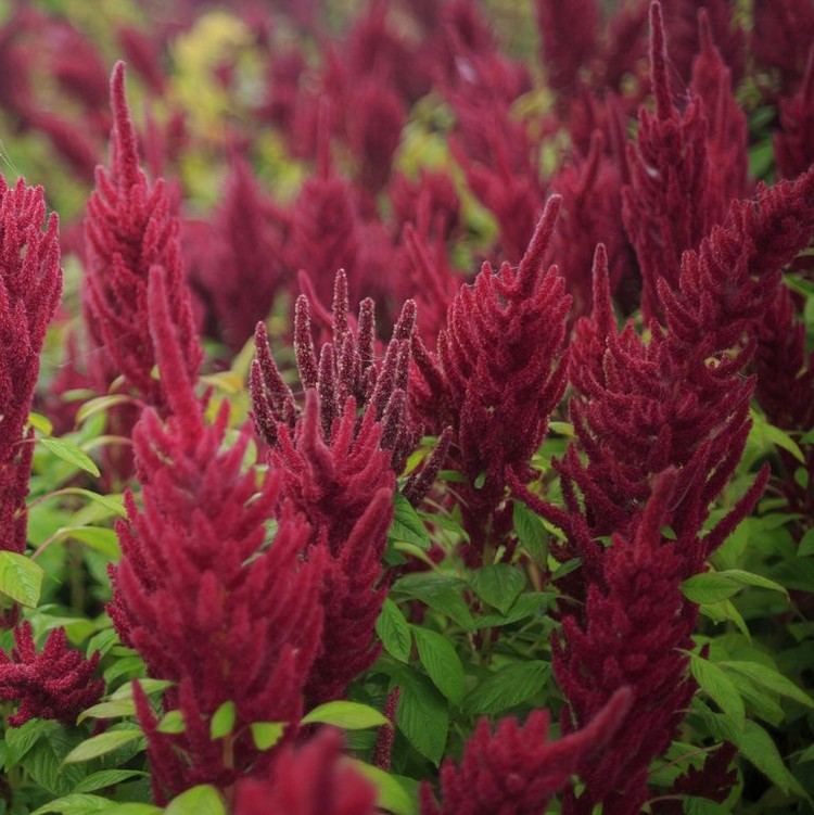 flores de florescência longa em rabo de raposa vermelho