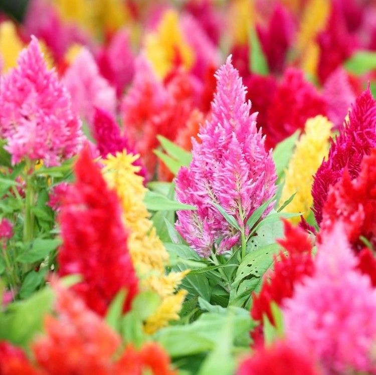 Quais flores de verão são perenemente plumas