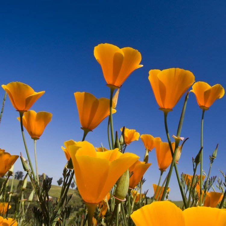 flores de florescência longa para a varanda para o sol, papoulas californianas