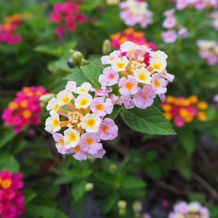 Flores de verão que desabrocham permanentemente para banheiras e caixas de varanda, Wandelroeschen