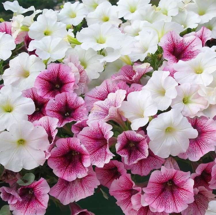 Quais plantas de contêiner florescem petúnias durante todo o verão