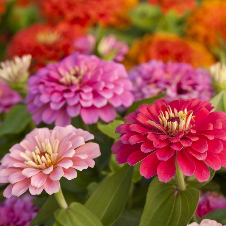Plantas de contêiner que florescem por muito tempo são zínias