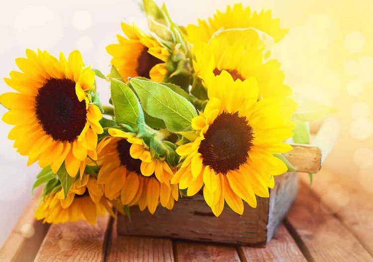 flores de florescência longa para variedades de girassol no verão