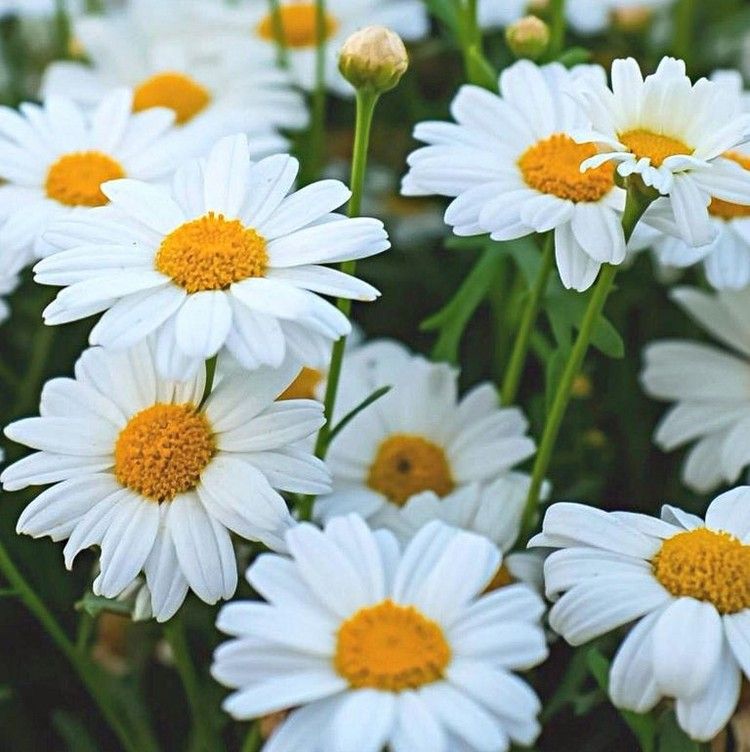 Flores da varanda que desabrocham de junho a outubro Marguerite
