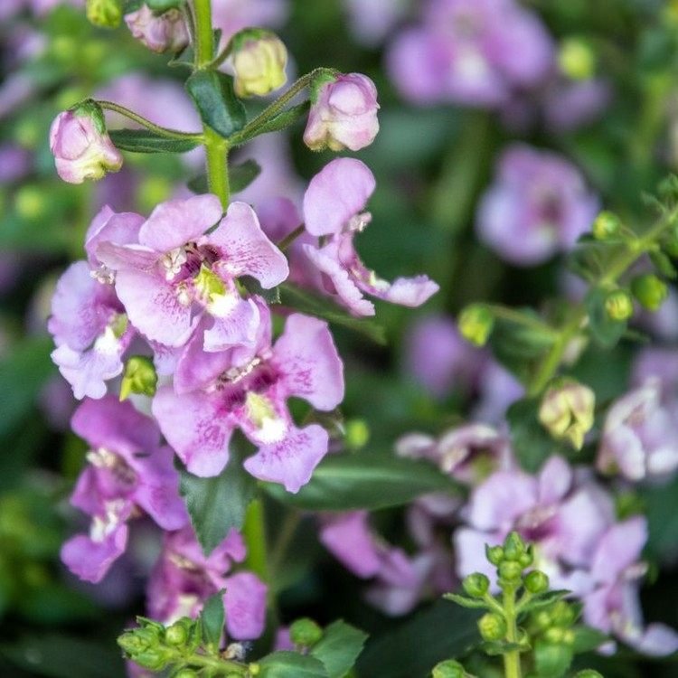 quais flores da varanda desabrocham por mais tempo Angelonia