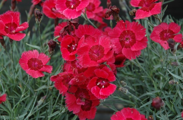 cravo floração de cobertura de solo com cuidado de flores vermelhas