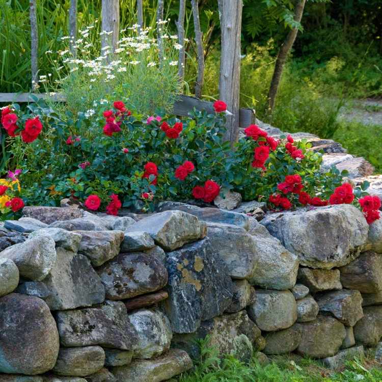 Cobertura do solo rosas flores vermelhas no jardim
