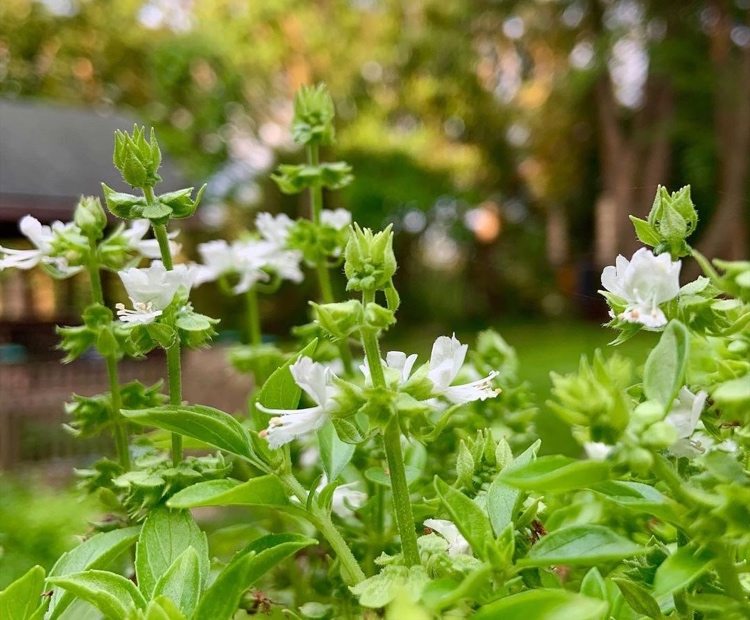 Manjericão floresce com flores brancas em julho