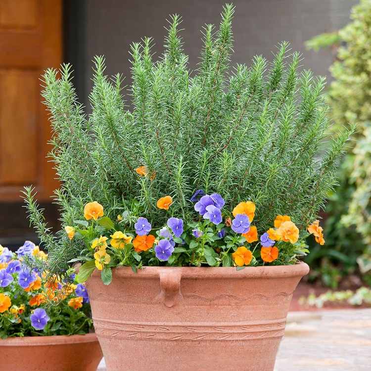 Rosmarinus officinalis em uma banheira com amores-perfeitos