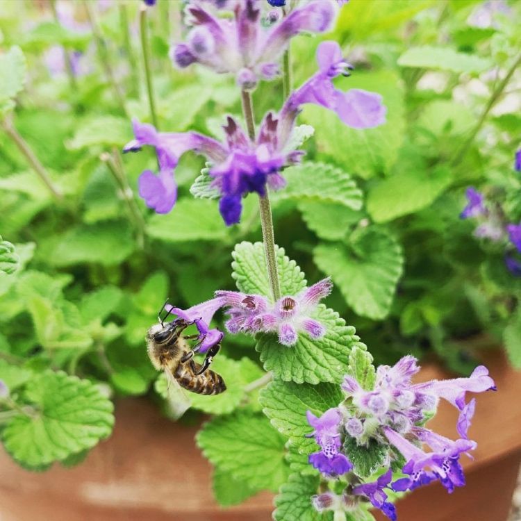 Catnip é uma planta amiga das abelhas