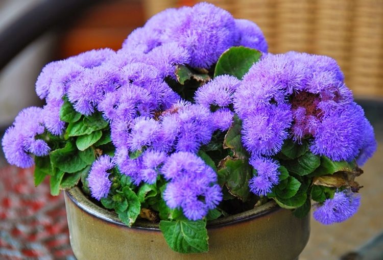 Flor comum de bálsamo para o fígado contra mosquitos