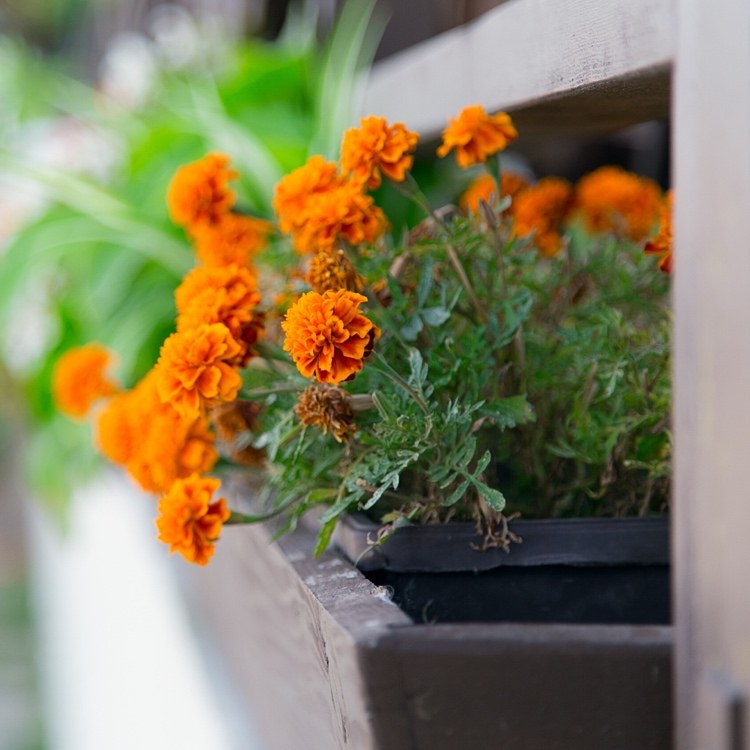 Tagetes como flor de sacada na caixa contra mosquitos