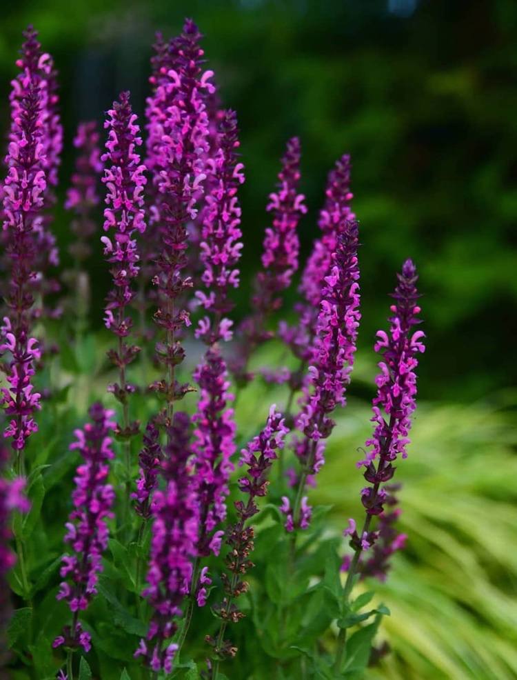 Salvia nemorosa da estepe contra os mosquitos