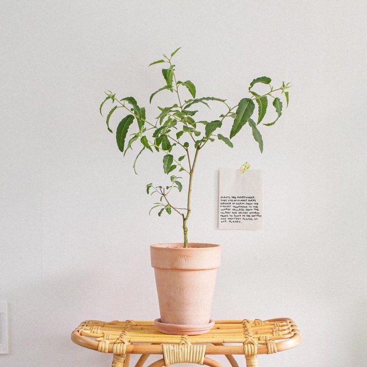 Plante contra mosquitos no quarto