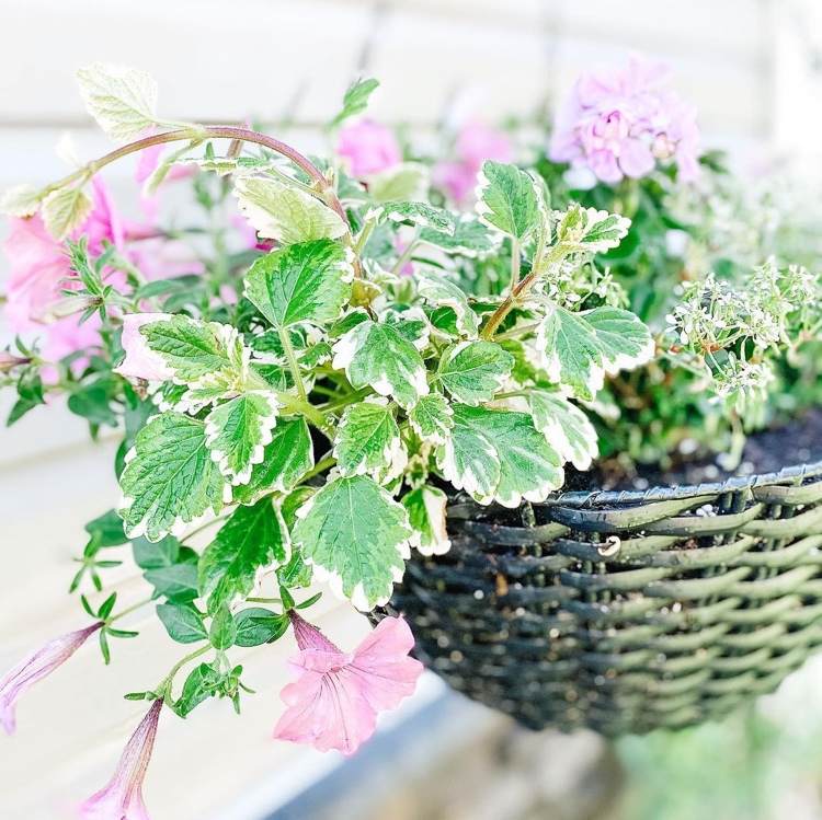 Planta de olíbano em uma cesta suspensa com petúnias no terraço