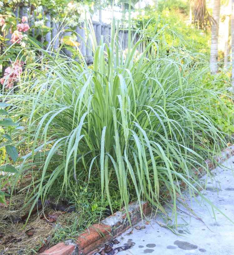 Cymbopogon citratus Lemongrass Lemongrass no jardim