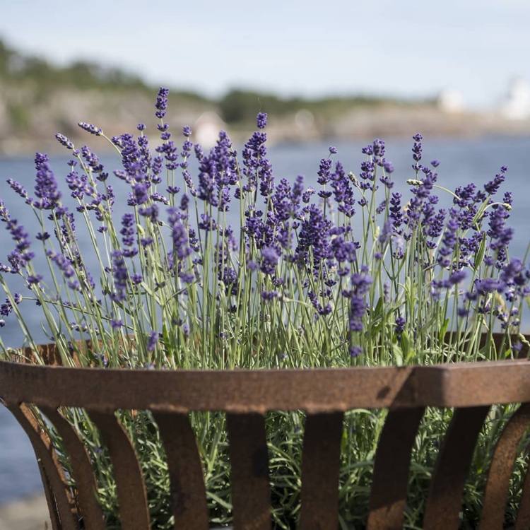 Planta de lavanda contra mosquitos