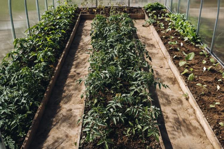 Estufa feita de várias películas para plantas jovens em crescimento.