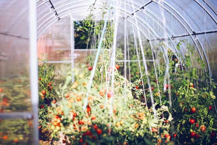 Estufa para o cultivo de tomates