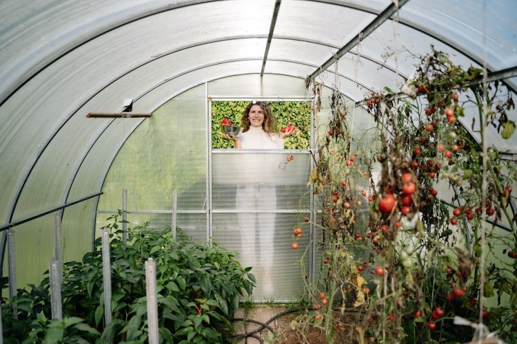 Estufa feita de folhas de policarbonato para tomates