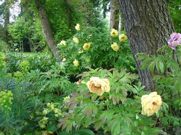 Peônias arbustivas entre as barragens plantam perenes com flores amarelas para dar sombra