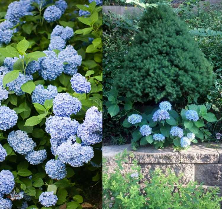 Hortênsias sob pinheiros plantando arbustos para fazer sombra