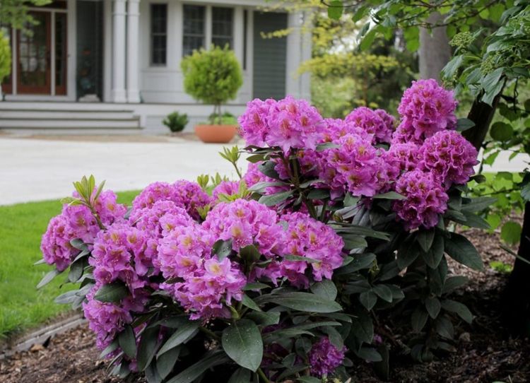 arbustos floridos entre árvores rododendro roxo para sombra cultivar Dandy