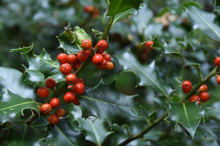 Subplantação perene para árvores para plantar azevinho europeu