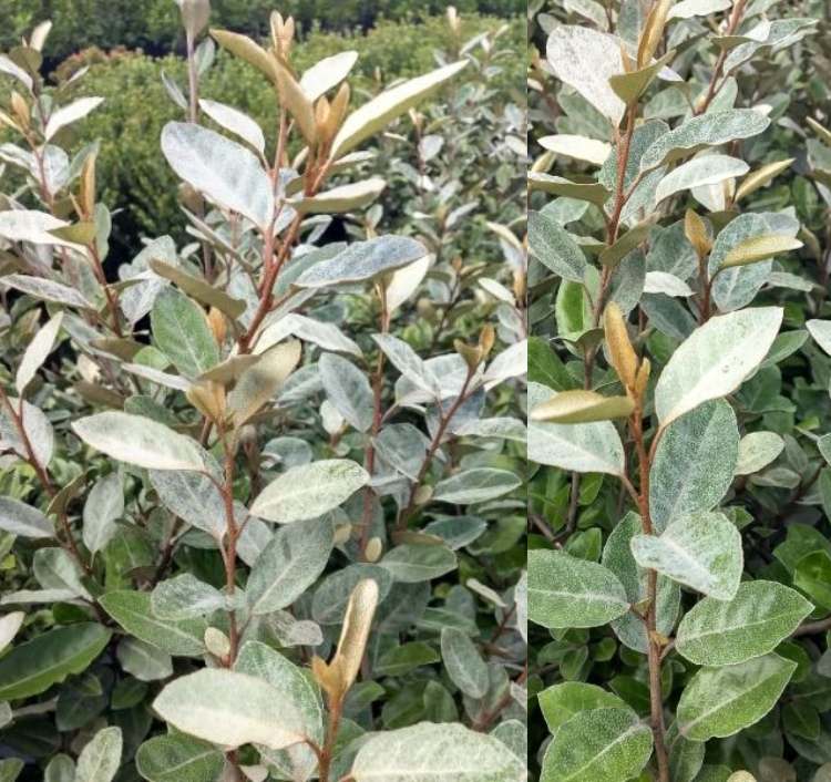Subplantação perene para árvores_ O salgueiro de oliveira