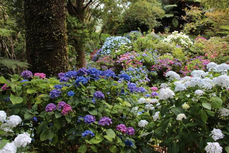 Arbustos sob as árvores plantam hortênsias em branco roxo e azul
