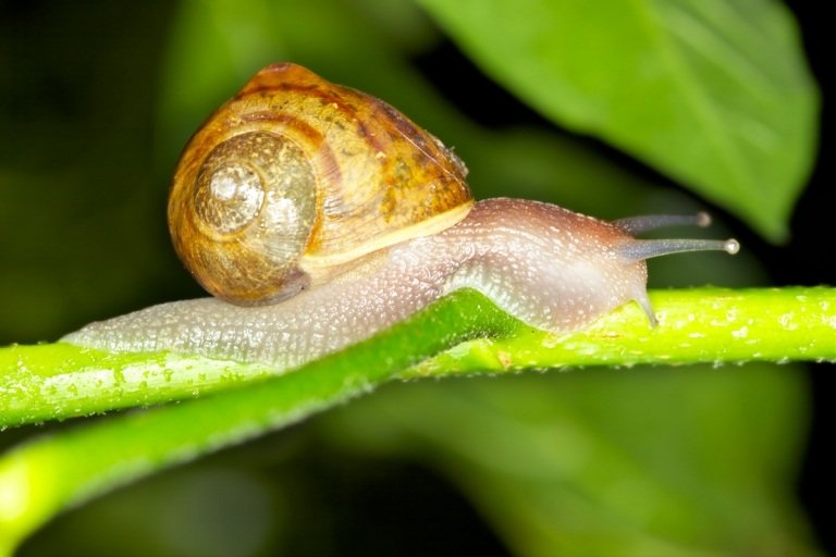 melhor ver a comparação de caracóis humanos