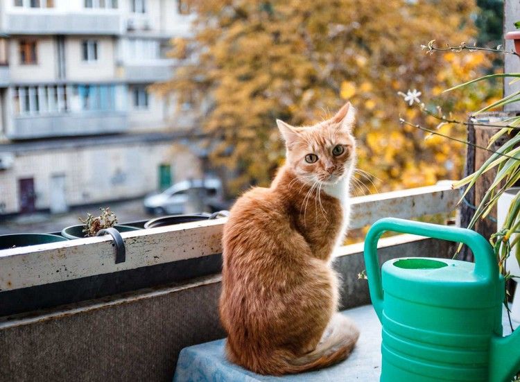 Um gato na varanda pode manter os pombos longe