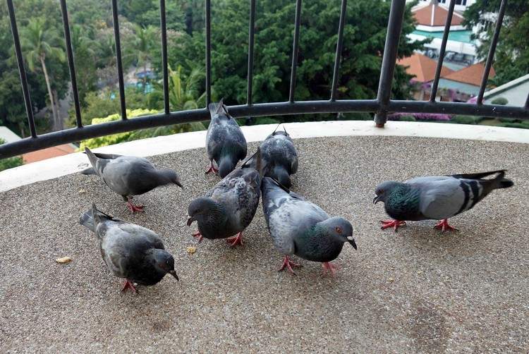 Não alimente pombos na varanda