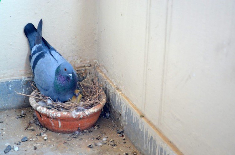 Remover ninho de pombo ou não pontas