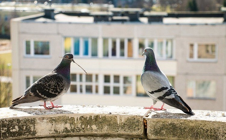 Os pombos fazem ninhos na varanda como se fossem dissuadidos