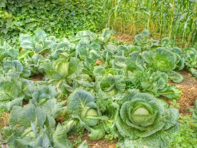 Plantando repolho tipos de vegetais Planejando o tempo de colheita da horta DICAS