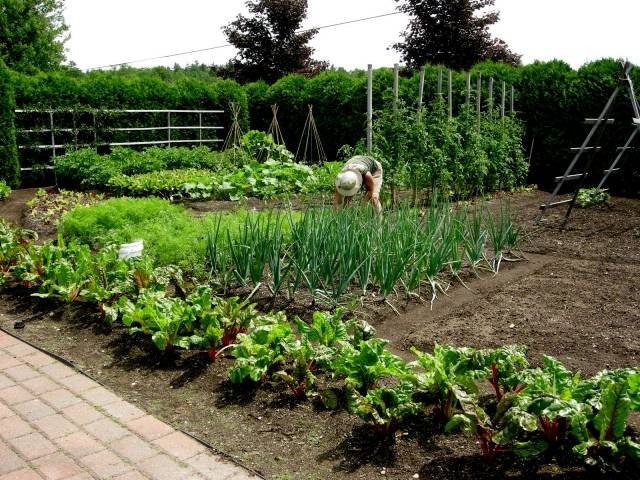 Plantio de Cebola Vegetal Dicas de Colheita Garantida Cuidado