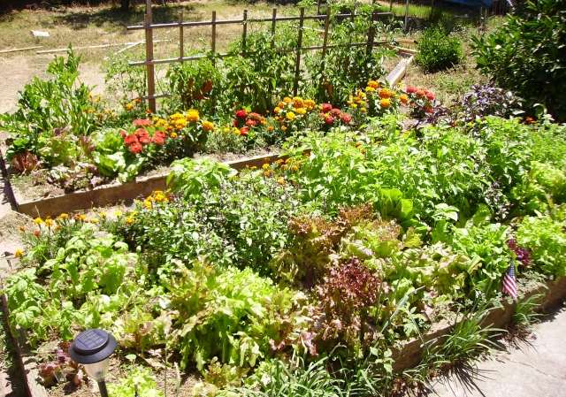 cultivo de vegetais no jardim - vegetação livre de pragas