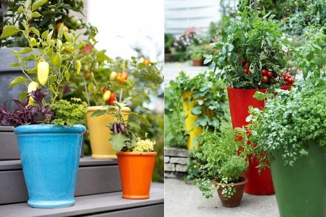 potes coloridos de plantas vegetais, cereja, tomate, sacada, dicas de jardim