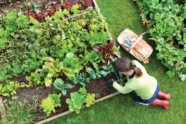 hobby jardinagem cultivando vegetais saudáveis ​​na dica do jardim