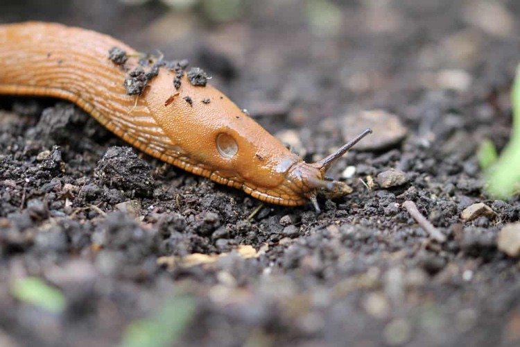 O pó de café deve afastar os caracóis da horta