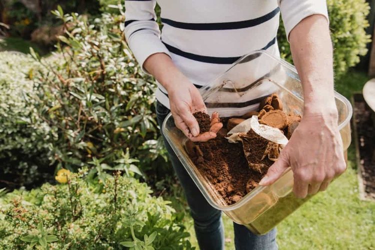 Fertilizar tomates apenas com borra de café