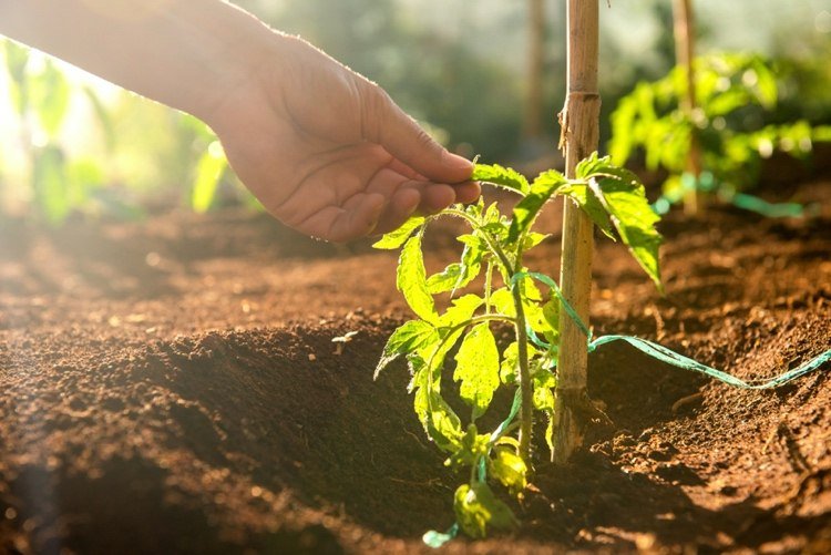 Coloque mudas de tomate em campo aberto