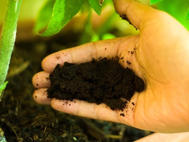 Fertilizar tomates em uma panela com borra de café