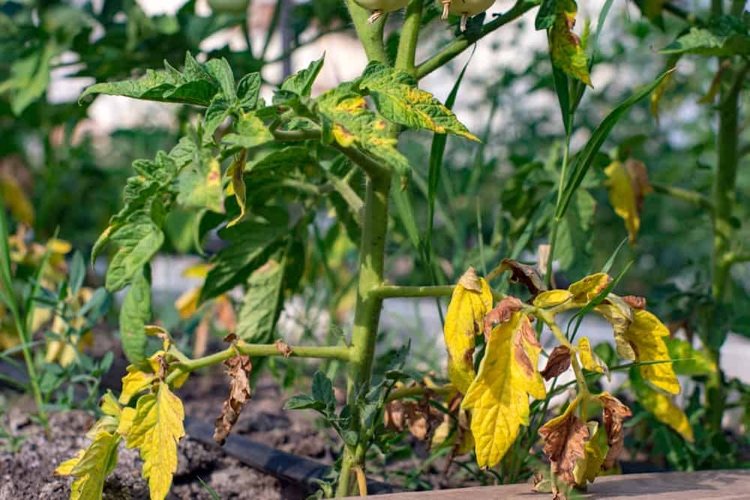 Fertilize os tomates para evitar deficiências de nutrientes