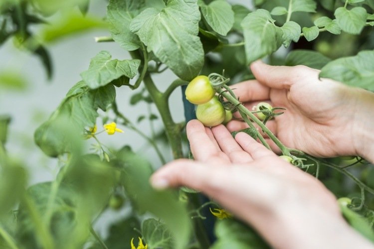 posso fertilizar tomates com borra de café?