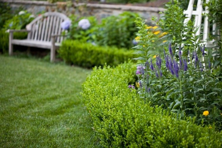 Combine buxo com plantas perenes com flores roxas para detalhes coloridos