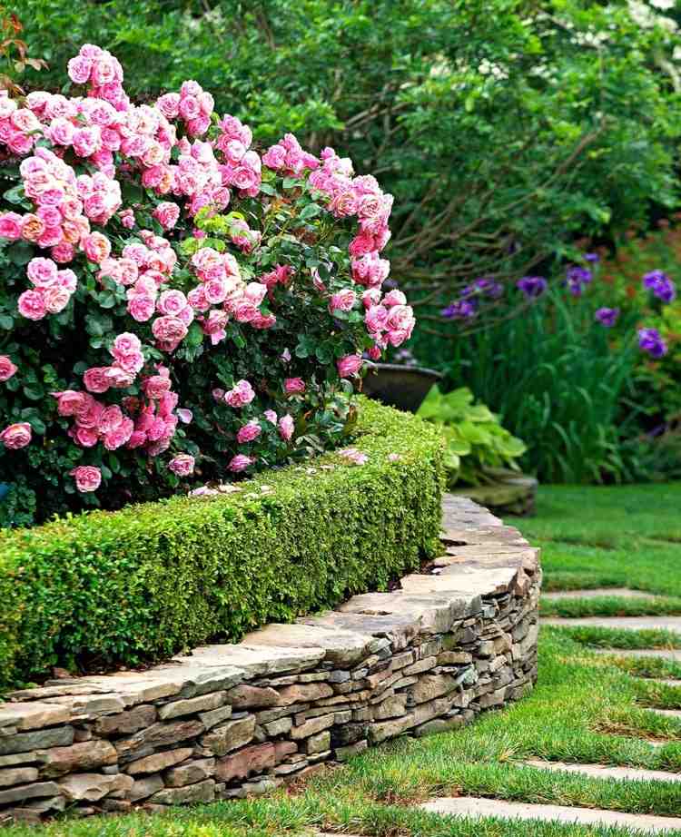 Buxo combinados na cama elevada com rosas cor de rosa e parede de pedra